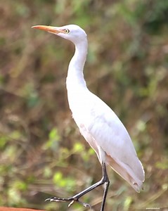 Cattle egret | 𝐍𝐚𝐭𝐮𝐫𝐞 𝐏𝐡𝐨𝐭𝐨𝐬 𝐁𝐨𝐨𝐤