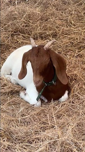 Boer goat