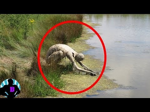5 Strangest Creatures Caught on Camera