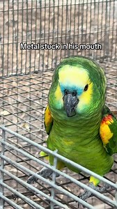 Rowdy Amazon Parrot Mishap