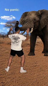 Surviving an elephant attack. No panic | elephant videos
