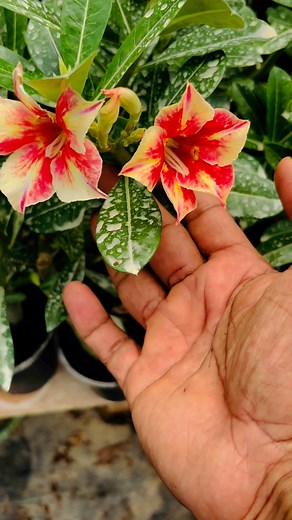 #adenium #pottingmix #sale -#manure | Av Dananjayan