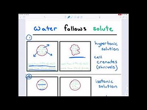 Chapter 9 Exercises 18 + 19 Hypertonic Isotonic Hypotonic Solutions; Crenation No Change Hemolysis