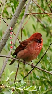 chirping of Common Rosefinch (普通朱雀,Carpodacus erythrinus), in Gansu province. Males are distinctive with a red head, breast, and rump, brown eye-mask, and white belly. 🌹🌹🌹🌹 #China #nature #birds #wildlife #travel #peace #beauty #beautiful #love | Lin hillside