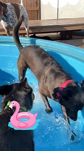 24 reactions | 﫠Hot days in Calgary means pool time at Sleep Rover..Nora is digging for more! Jordan #sleeproversquad #sleeprover #calgarydogs #yycdogs #doggiedaycare #doggiehotel #wheredogsgotohavefun #weWelcomeALLbreeds | Sleep Rover Doggie Hotel & Daycare | Facebook