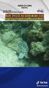 Namataan ang bihirang klase ng isda na barramundi cod sa Samal Island, Davao Del Norte. Ayon sa CRFMS DENR Region XI, patunay ito na bumubuti ang marine ecosystem ng lugar. Panoorin 'yan dito. | ABS CBN Integrated News & Current Affairs