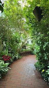 31K views · 2.4K reactions | Morpho Monday! | The Key West Butterfly & Nature Conservatory | Facebook