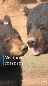 4.3K views · 61 reactions | Amores peligrosos: cuando los osos se...
