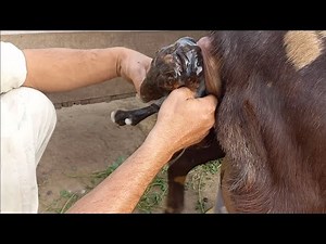 goat giving birth to baby goat | goat farming| goat delivery |bakri ki delivery | bakri delivery|