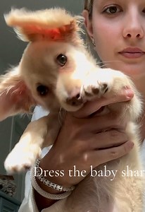 How to Stop Puppy Biting: Safe Tips for Puppies in Harnesses