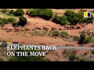 China’s herd of rare Asian elephants heads north again after moving south