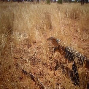 Monster Lizard Hunts Kangaroo… | Natural Animals