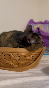 Brandy | Peters Creek Pet Boarding