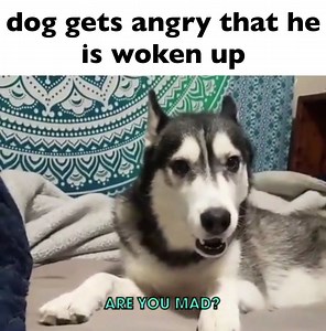 29 reactions | dont wake up a sleeping dog | Boo Hoo Tube | Facebook