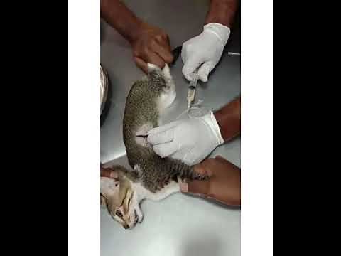 Chylothorax in Cat Beautiful Result after Thoracocentesis