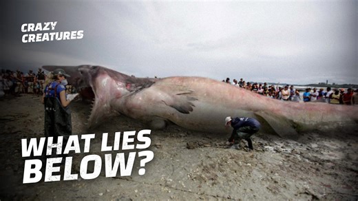 Deep Sea Horrors Nine Creatures from the Abyss