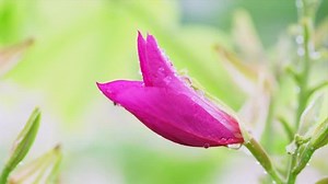 Purple Orchid Tree Hong Kong Orchid: Stockvideos & Filmmaterial (100 % lizenzfrei) 1012245374 | Shutterstock