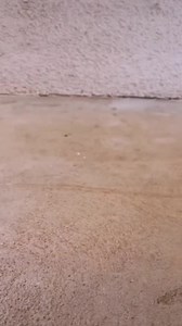 Entries are open for Scuba Diving Magazine 2023 Underwater Photo Contest! 🙌🏼🤩📷 You can enter in four different categories: Behavior, Wide, Angle, Blackwater, Conceptual, and Amateur (You may enter up to five images in each category). Winners will receive prizes from Aggressor Adventures, Scubapro, SeaLife Cameras, and All Star Liveaboards. 🧑🏽‍💻 Submission deadline: June 8th, 2023 📸 Tag an #underwaterphotographer in the comments who should see this post 🔗 Enter now: https://www.scubadivi