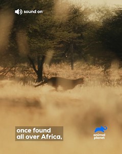 Get ready to be inspired by the amazing work being done to save Namibia's cheetahs in "Return of the Cheetah"! 🐾🌍 Let's support conservation efforts and celebrate the heartwarming release of these incredible animals. #ProtectOurWildlife #NamibiaCheetahs #Jetourauto 📺 Return of the Cheetah Wednesday on 4 Dec at 8PM (SEA) | 7PM (BKK/JKT) on Animal Planet Channel | Animal Planet Southeast Asia
