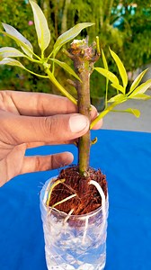 172K views · 1.6K reactions | Unique way to grow mango plant at home || Tips & tricks for seasonal plant at home //#garden #reels #short | Amd MultiMedia | Facebook