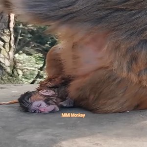 2.4K views · 77 reactions | Newborn monkeys still have their umbilical cords intact | MiMi Monkey | Facebook