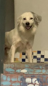 Zaca Oliveira on Reels