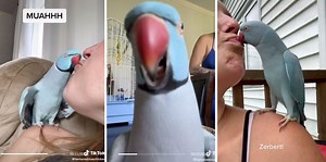 People are falling in love with Kiwi, a talking parrot who gives sweet kisses and 'zerberts'