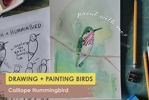 Drawing and Painting Birds: Calliope Hummingbird