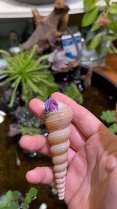 Japanese Blueberry Hermit Crab with a special shell. . Ship to the US, UK and Canada | My Home Nature