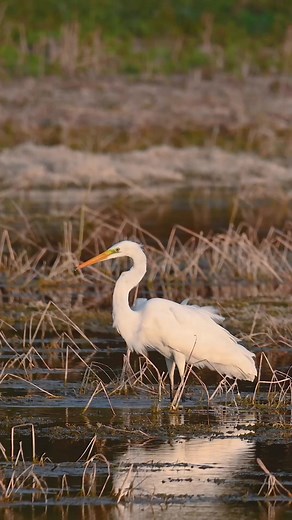 😍😍 Chinese Egret how Many Butifull 😍😍 #pakshi #virelbird #virelpakshi #bird #bagula #heron #shorts #fish #virelvideo #eting #trending #viralpost | carry on 82