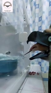 WATCH: A Philippine eagle chick enjoys a meal with the help of an eagle hand puppet, as seen in a video shared by the Philippine Eagle Foundation on Monday. "We used puppet rearing to keep Chick 29 from getting used to human presence," the foundation wrote on Facebook. "Limited human contact can help ensure a successful natural pairing with another eagle." | 📹Philippine Eagle Foundation/Facebook via INQUIRER.net #CDNDigital | CDN Digital