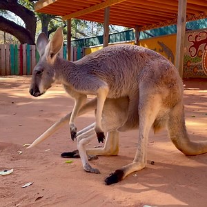 848K views · 4.2K reactions | Baby kangaroo bloopers! 輦 | San Antonio Zoo | Facebook