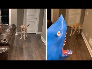 Labrador gets humorously scared by owner's shark puppy
