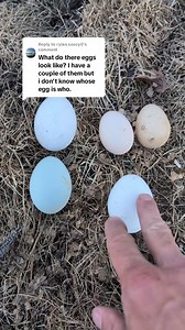 Here is the difference between a chicken and a Guinea egg, I would have cracked it open but it was not a fresh Guinea eggs just one I found in the coop cleaning, guineas are seasonal layers and lay a large clutch then forget about them. #modernhomestead #homestead #guinea #chicken #coop #guineafowl | Modern Homestead