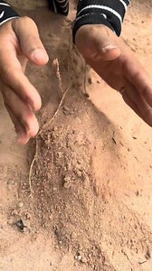 1.5M views · 17K reactions | Survival Skills: SMART ideas and USEFUL In Forest With Single Mom #camping #outdoors #survival #fyp | Raj Haas | Facebook