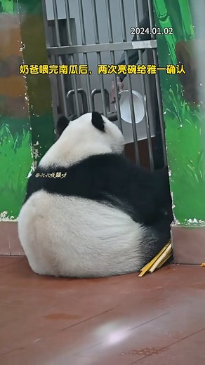 Sau khi ăn bí ngô xong, bố phải giơ cái bát trống ra hai lần để cho Nhã Nhất thấy là đã hết thật rồi | BYong