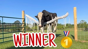 Moo and Moses cross the finish line | Shirtless Jake's Homestead