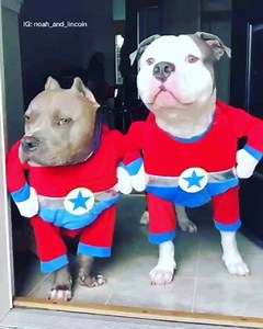 2.7K views · 193 reactions | Marca ai aquela sua amiga closany e bafônica kkkkk boa noite! | Recanto Dos Pit Bulls | Facebook