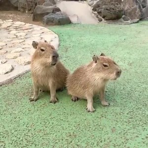 capybara sounds | CENİN