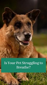 2.1K views | “Is your dog struggling to breathe? ” Heavy panting...