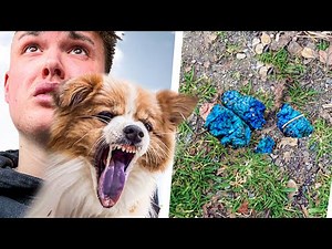 Flash frisst Giftköder im Park... (Notfallklinik 🏥)