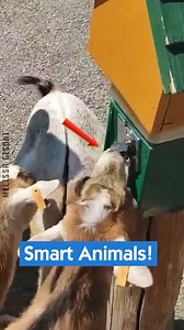 Smart Animals! | Melissa Gisoni