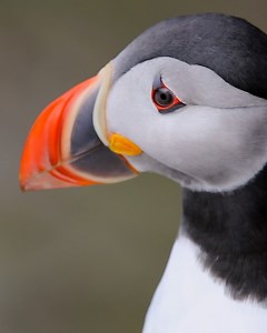 3-mins of Atlantic Puffins 😍 #nature | Richard Sidey