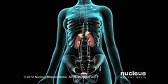 Bladder Endoscopy Cystoscopy Animation