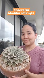 Huge Echeveria Madiba 🤩 #bikolanahardinera #plantsmakepeoplehappy #succulents #succulentgarden #echeveria | Bikolanahardinera