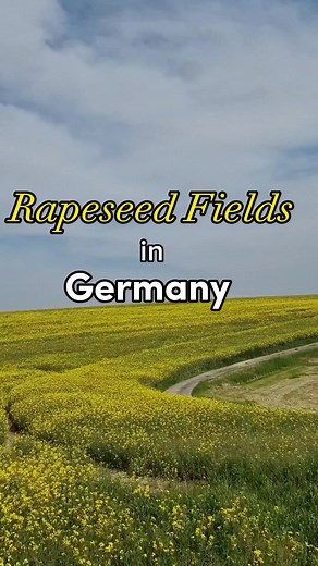 1.5K views · 43 reactions | Rapeseed , also known as rape, or oilseed...
