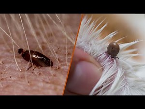 fleas vs ticks on cats: How to Tell the Difference?
