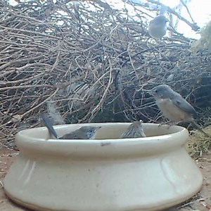 A special moment of a Mallee Emu-wren chick feeding was captured on our aviary-cam! | Monarto Safari Park