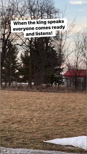 368K views · 26K reactions | Listen everyone the king is speaking! #barney #donkey #onehappyassfarm #king | One Happy Ass Farm | Facebook