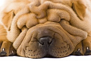 Animals in Sport & Competition